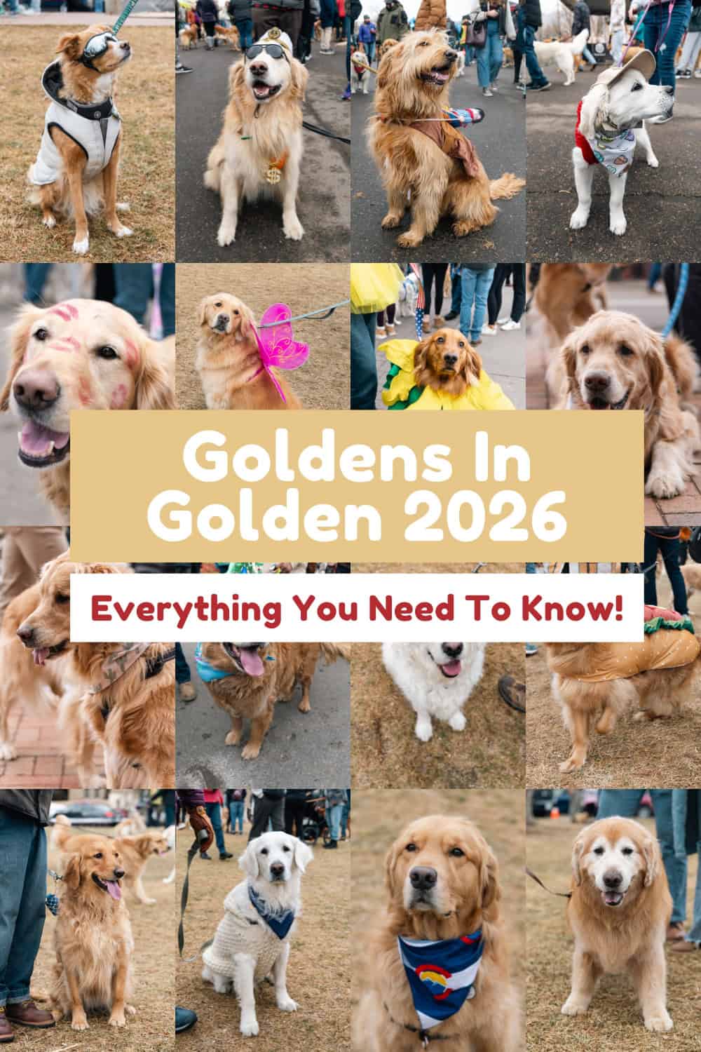 Golden Retriever with text overlay that says “Goldens in Golden 2026, everything you need to know.”
