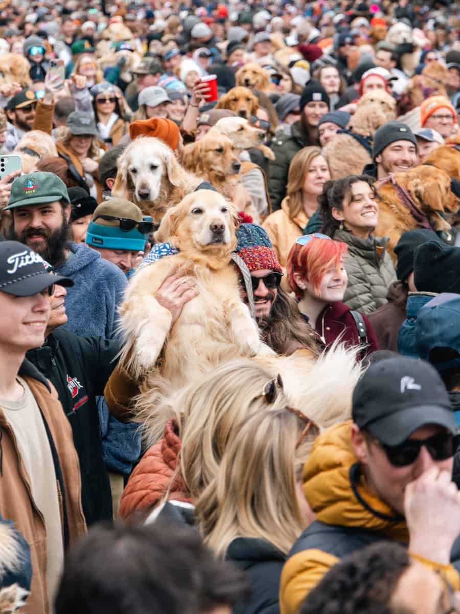 Crowd of people and Golden Retrievers assembling in downtown Golden before the group photo at the Goldens in Golden 2025 event.

