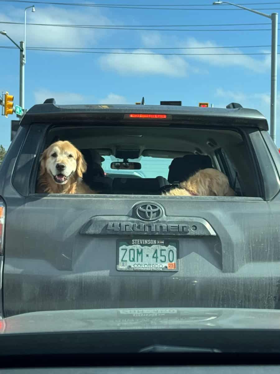 Two Golden Retrievers sitting in the back of a car as they leave the Goldens in Golden 2025 event in downtown Golden, Colorado.