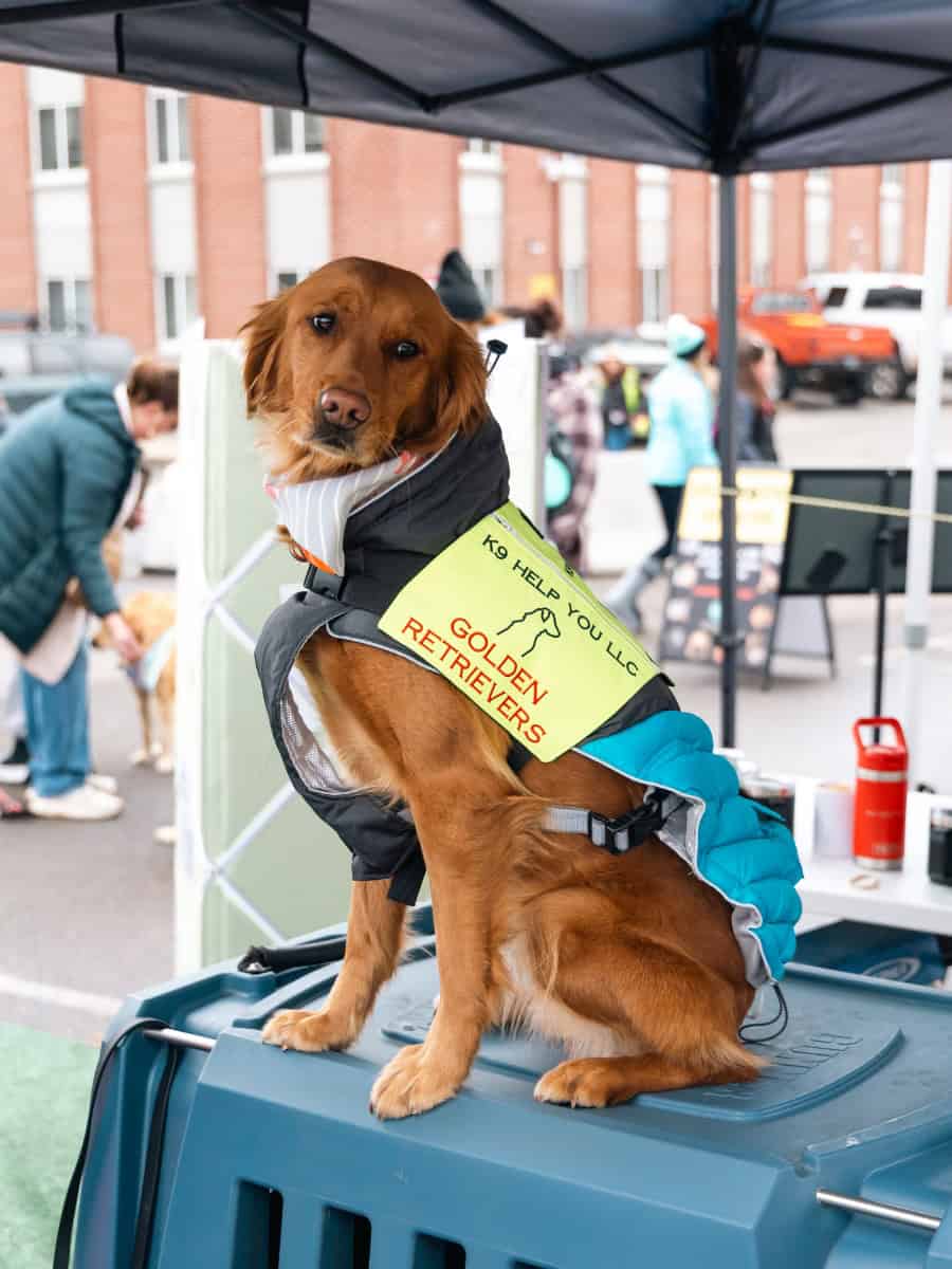 Therapy dog from K9 Help You LLC standing on a table during the Goldens in Golden event in downtown Golden, Colorado.
