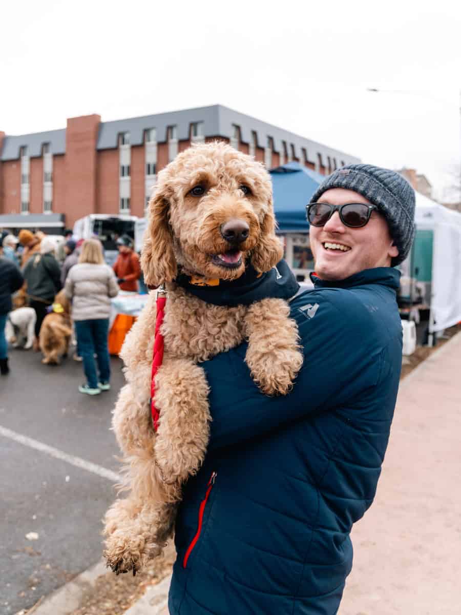 Dog of a different breed attending the Goldens in Golden 2024 event among crowds in downtown Golden, Colorado.