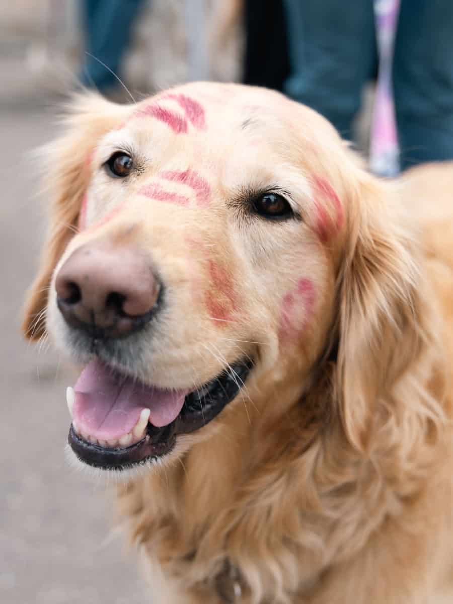 Golden Retriever with red lipstick kiss marks on its face at the Goldens in Golden 2024 event in downtown Golden, Colorado.

