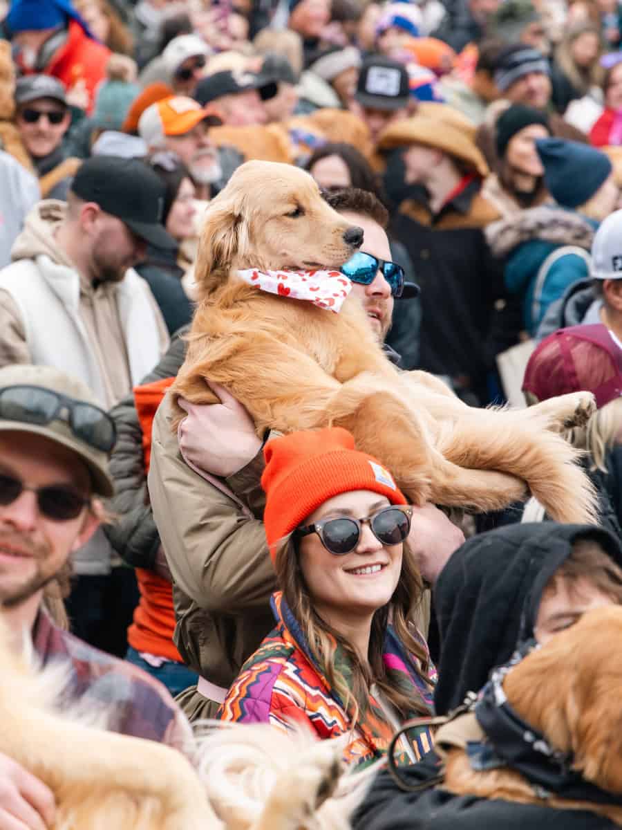 A couple standing with their Golden Retriever Murphy during the Goldens in Golden 2025 event in downtown Golden, Colorado.