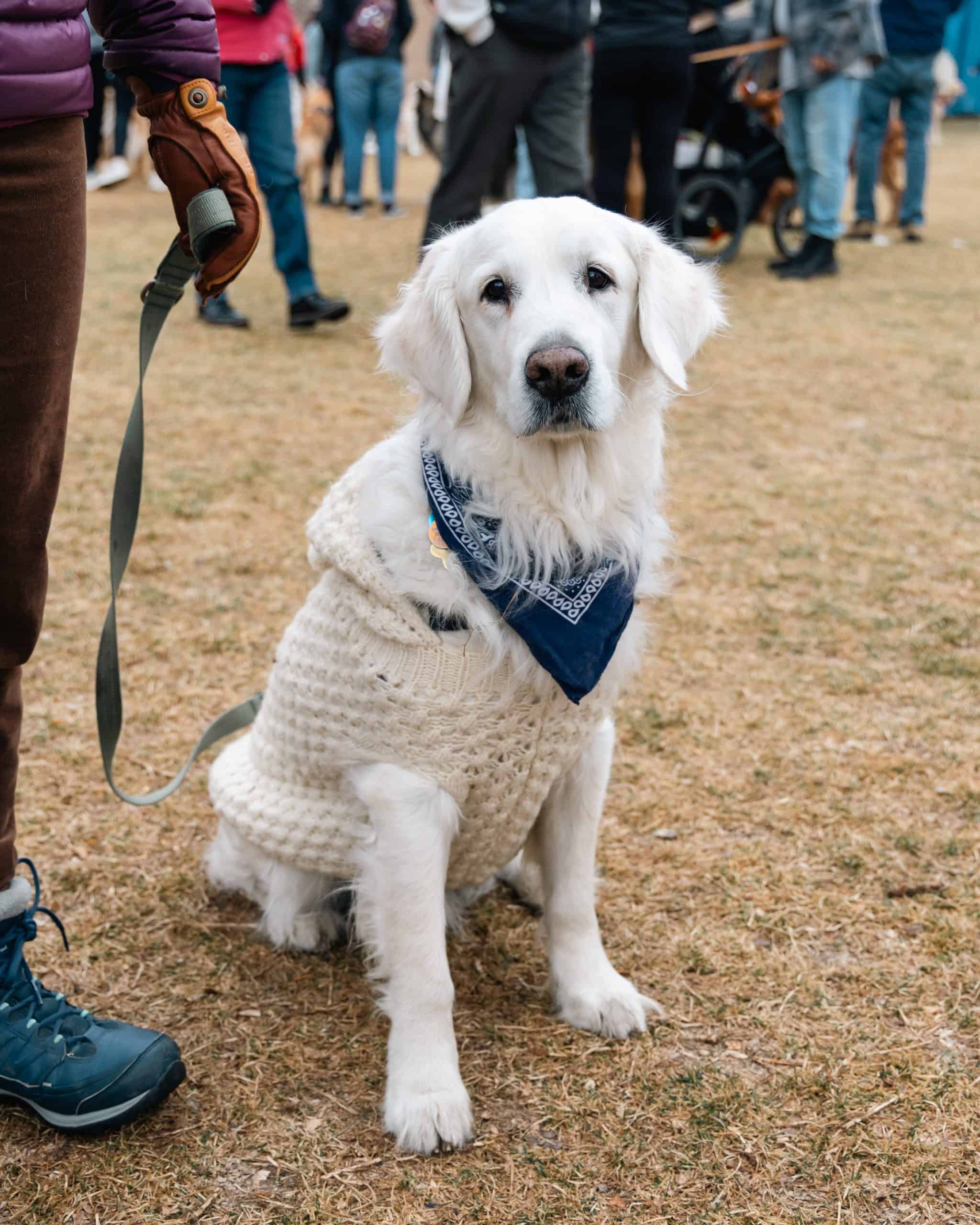 Golden Retriever looking toward the camera in a busy outdoor setting.
