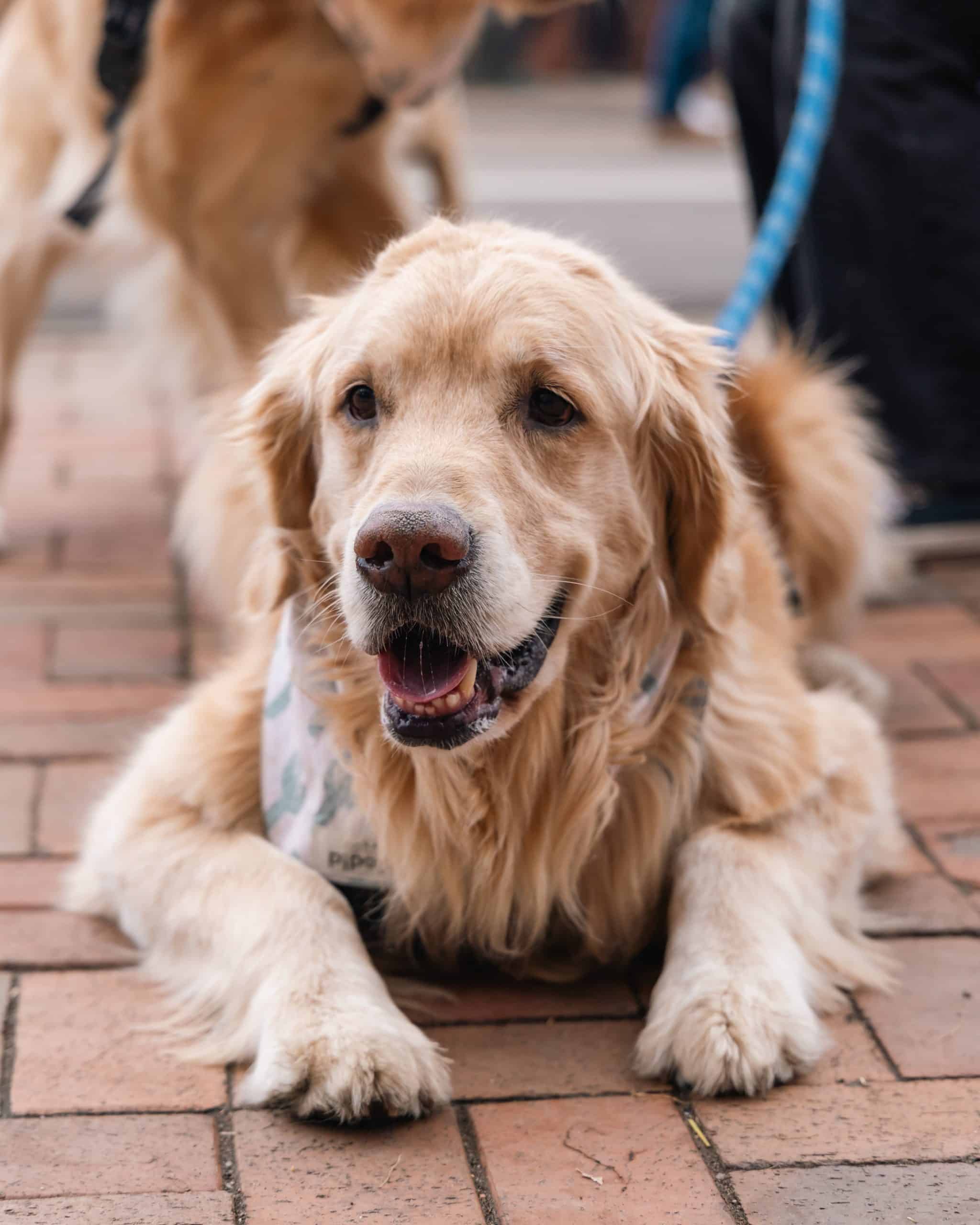 Golden Retriever laying outdoors among a crowd of people.

