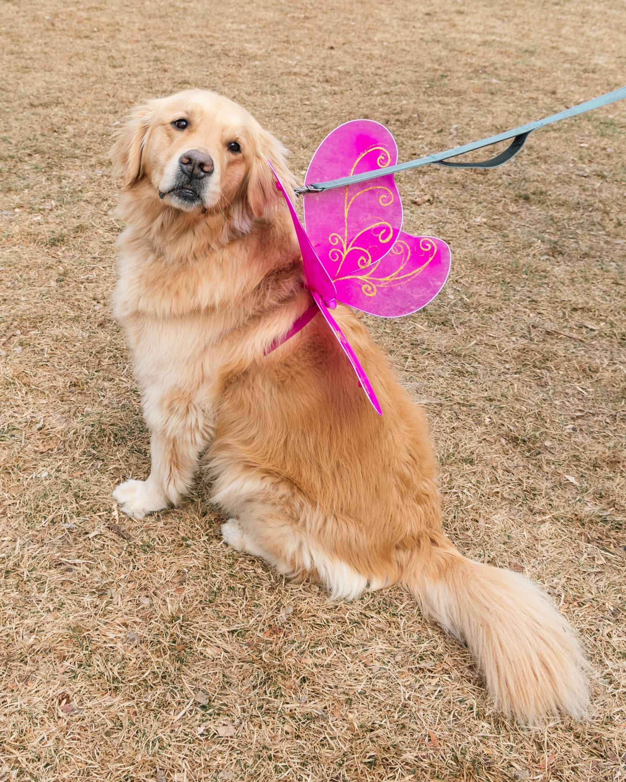 Golden Retriever in a pink fairy wings costume standing in Parfet Park before the Goldens in Golden event.
