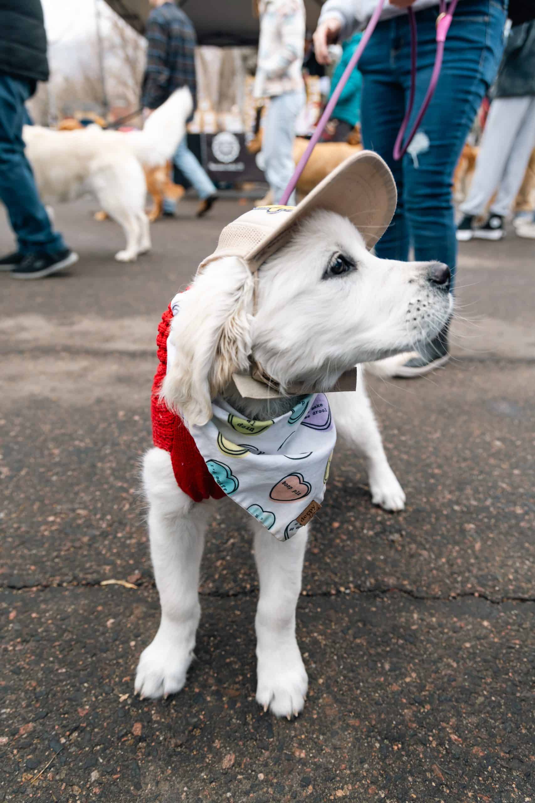 Golden Retriever surrounded by people during a large outdoor gathering.

