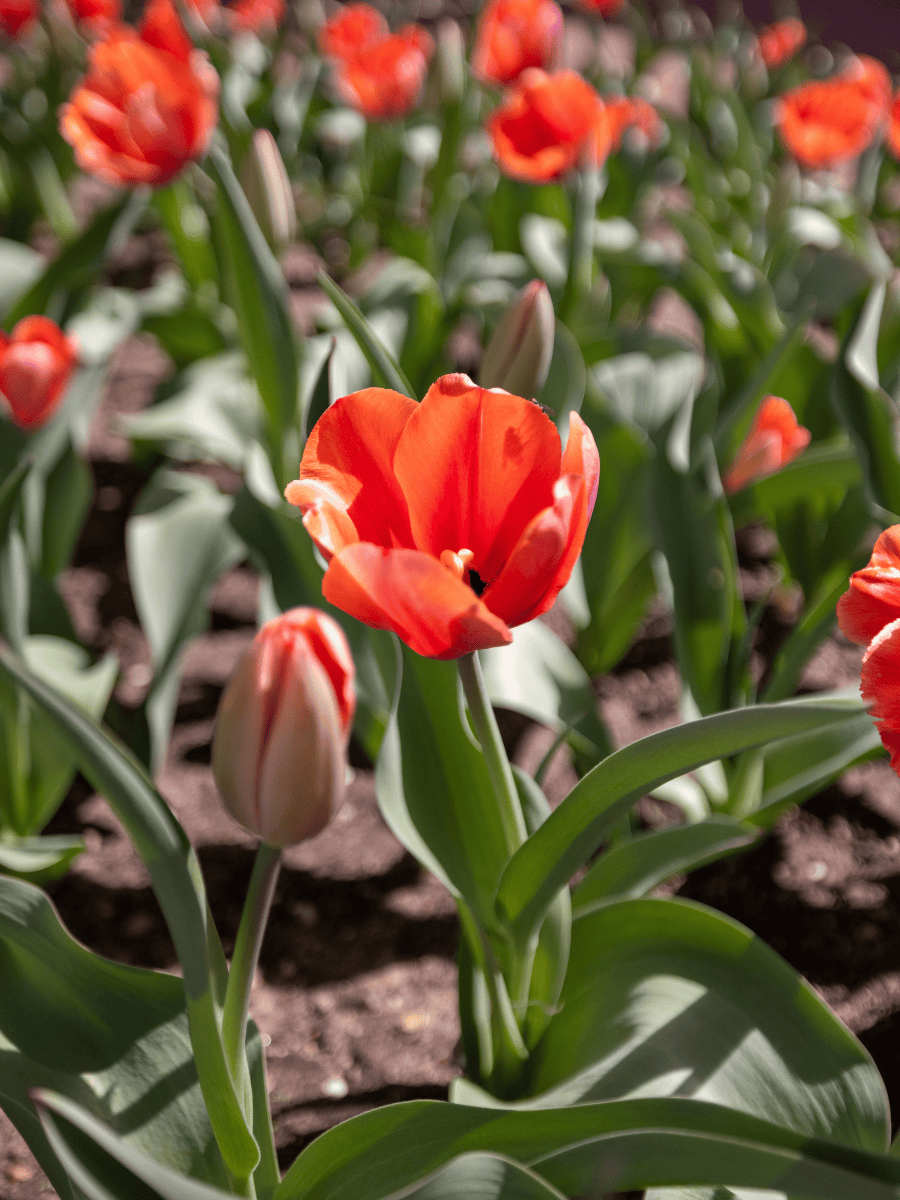 Planted tulips on Pearl Street