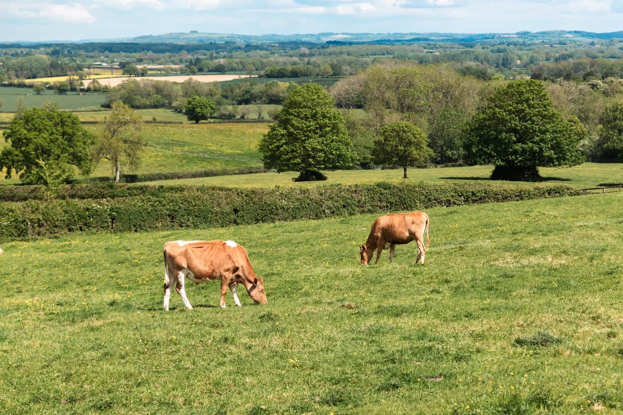 Two cows in a field walking the Cotswolds near Stow-on-the-Wold