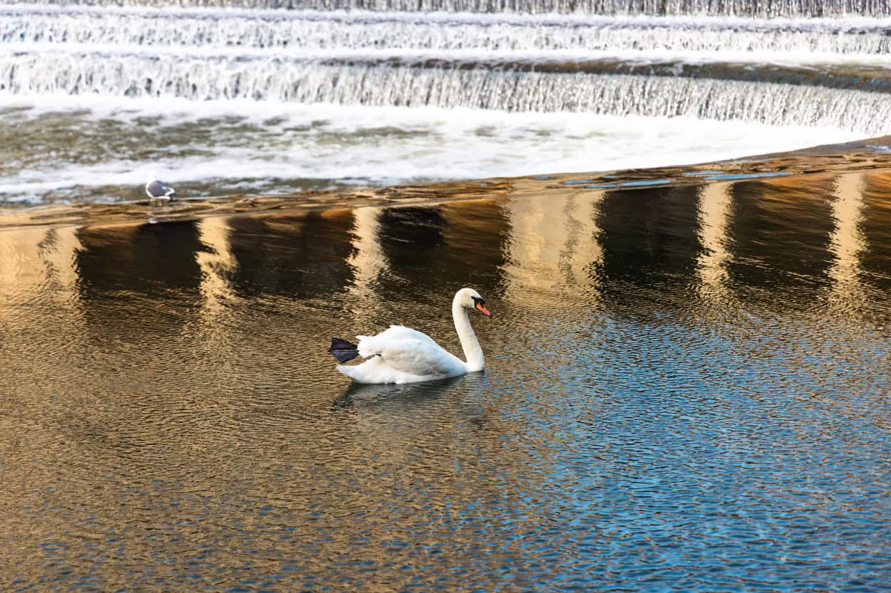 Swan swimming near Pulteney Weir in Bath, England