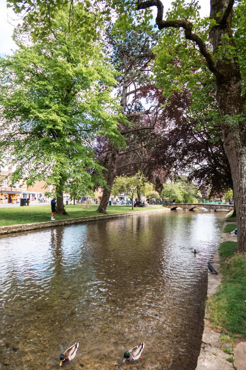 Two ducks floating on the river walking the Cotswolds in Bourton-on-the-Water