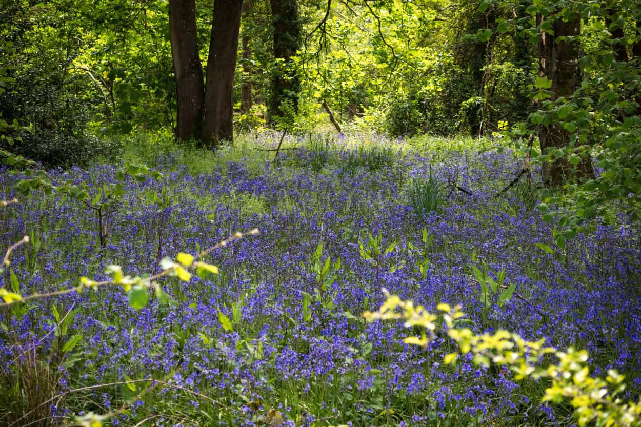 Field of wild English bluebells under trees walking the Cotswolds countryside England