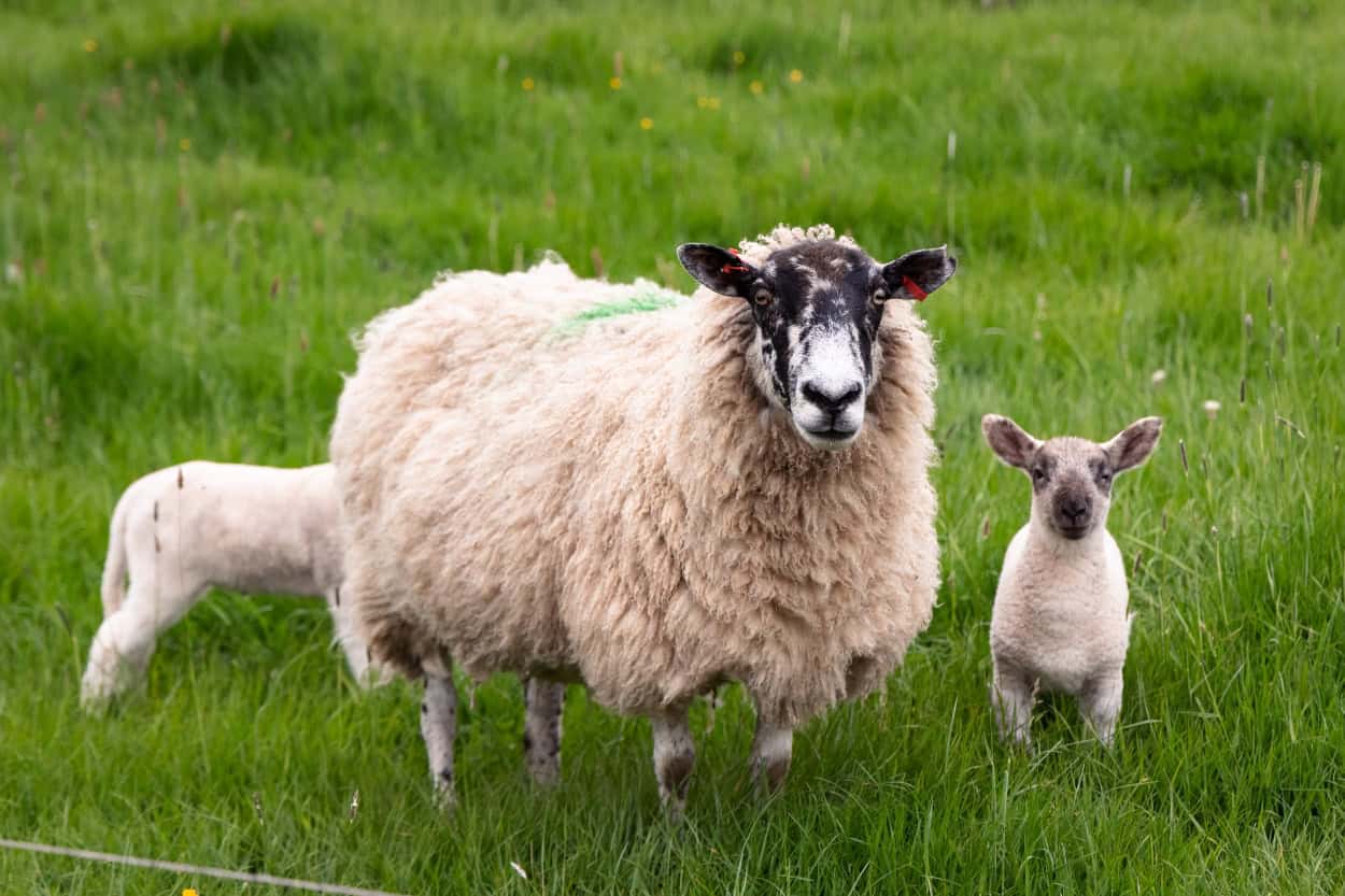 Mama sheep and two baby lambs in the Cotswolds countryside England