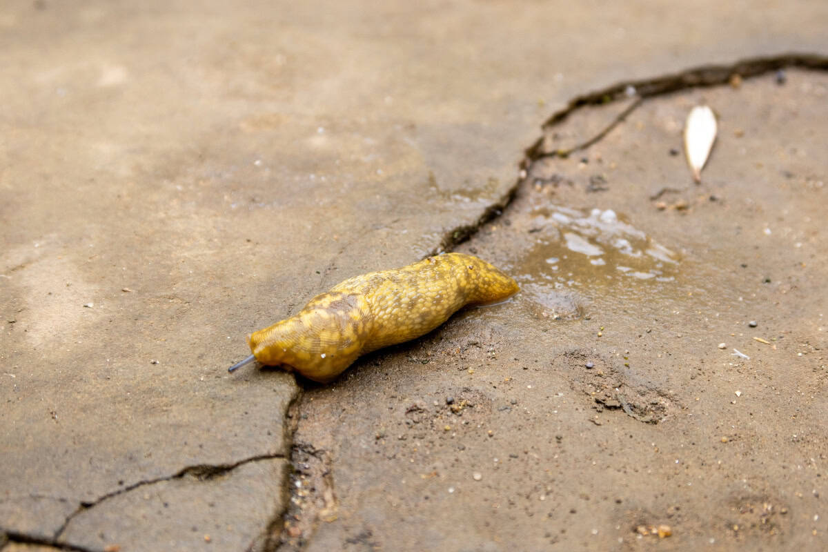 Slug in the cloisters courtyard at Christ Church Oxford