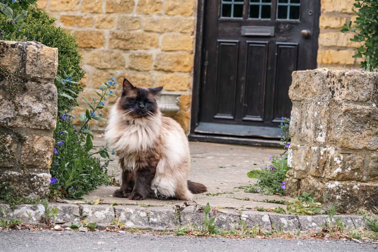 Cat posing for a photo walking the Cotswolds in Bourton-on-the-Water