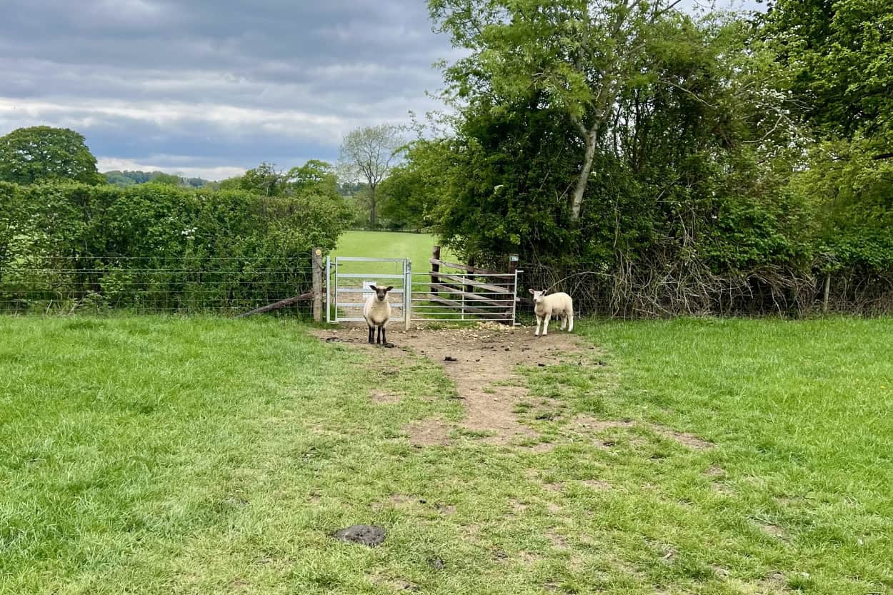 Two sheep standing in front of a kissing gate walking the Cotswolds countryside England
