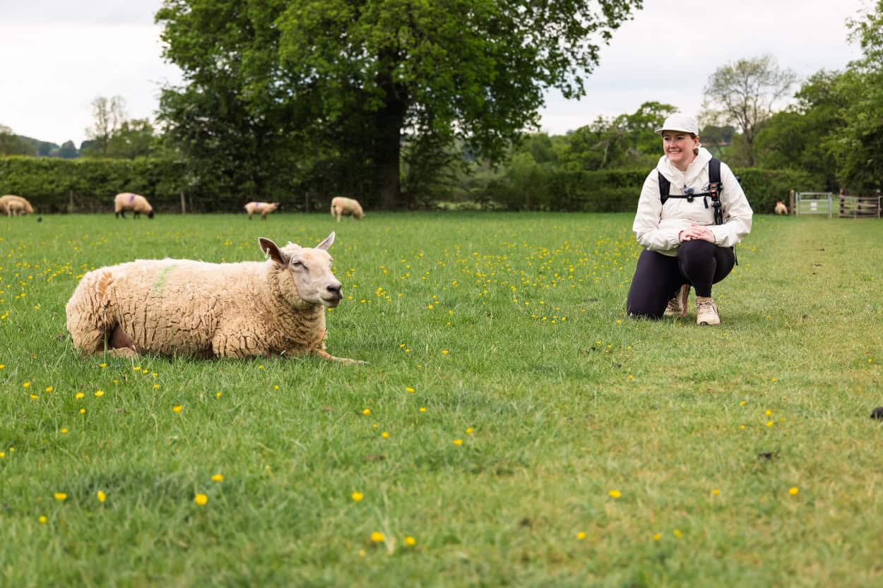 Woman kneeling near a sheep in a field walking the Cotswolds countryside England