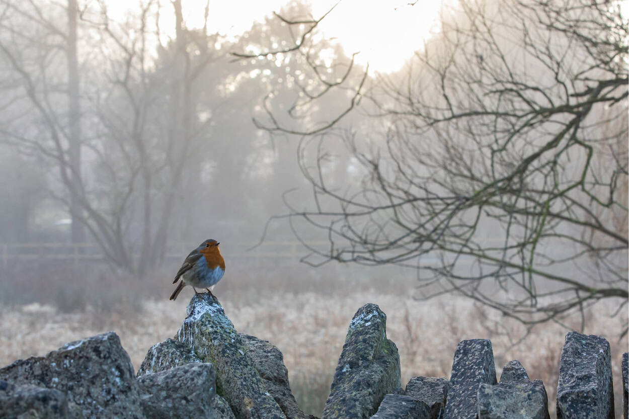 Bird on a snowy fence walking the Cotswolds in winter England