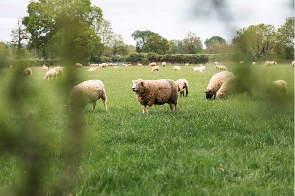 Field of sheep and baby lambs walking the Cotswolds from Moreton-in-Marsh to Stow-on-the-Wold
