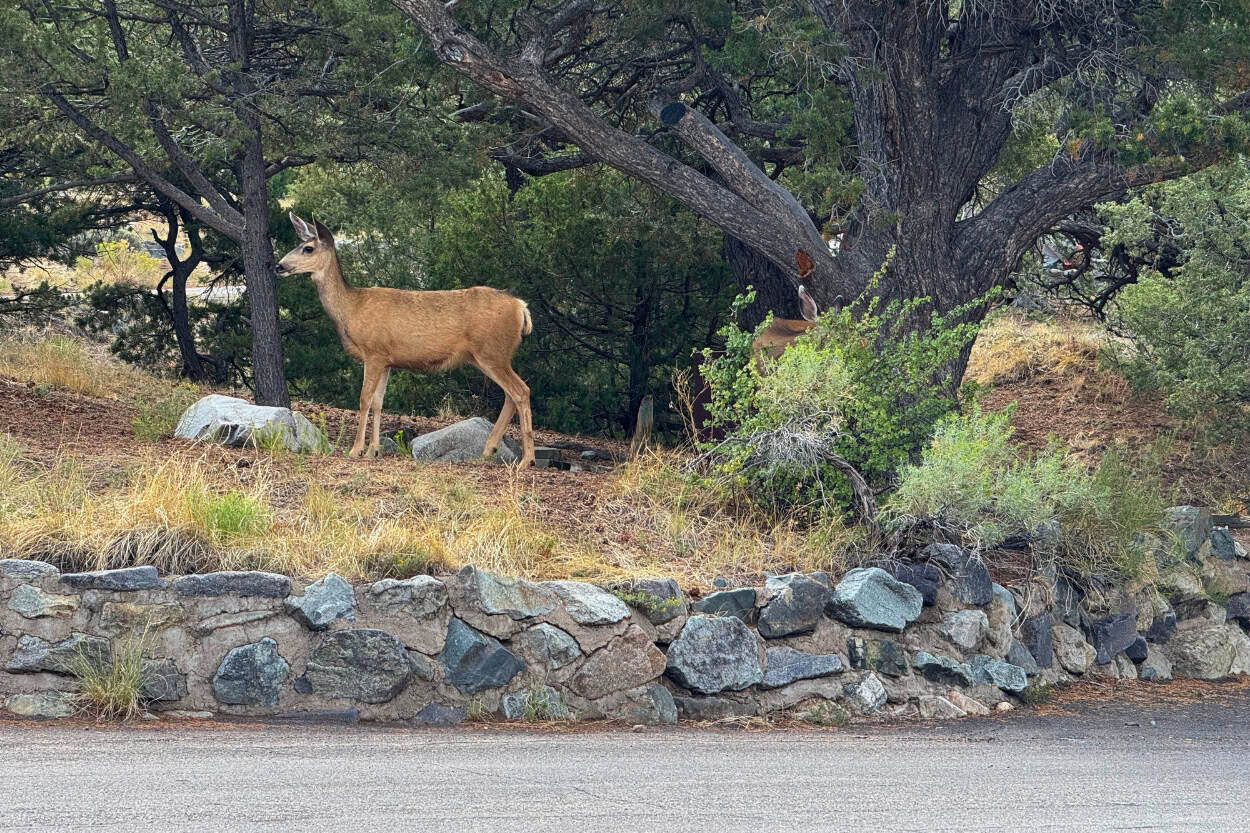Deer walking through a campsite at Great Sand Dunes National Park in Colorado