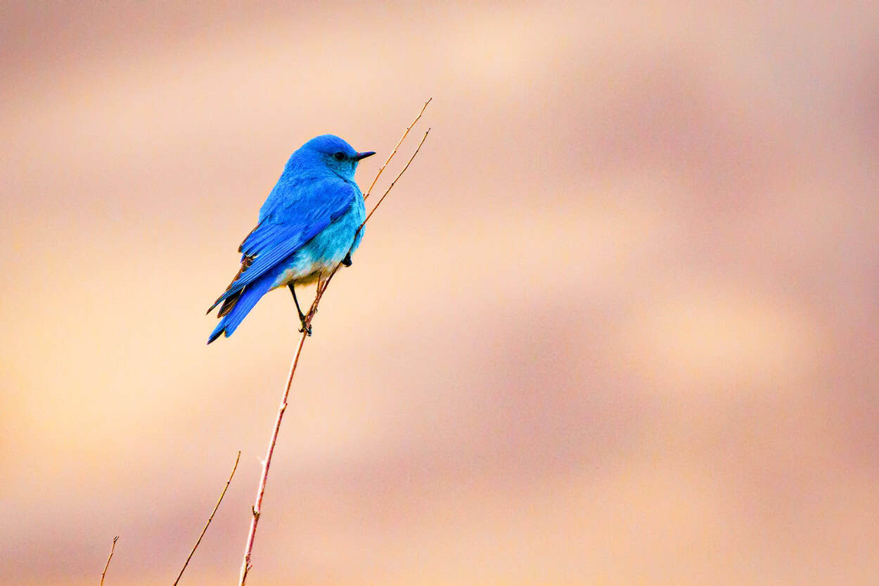 Mountain bluebird perched at Great Sand Dunes National Park in Colorado