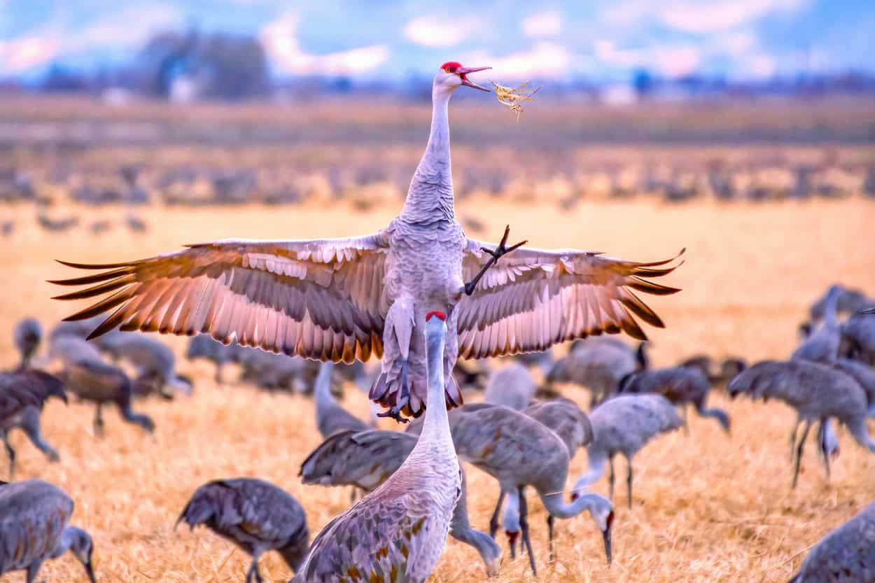 Sandhill crane at Great Sand Dunes National Park in Colorado
